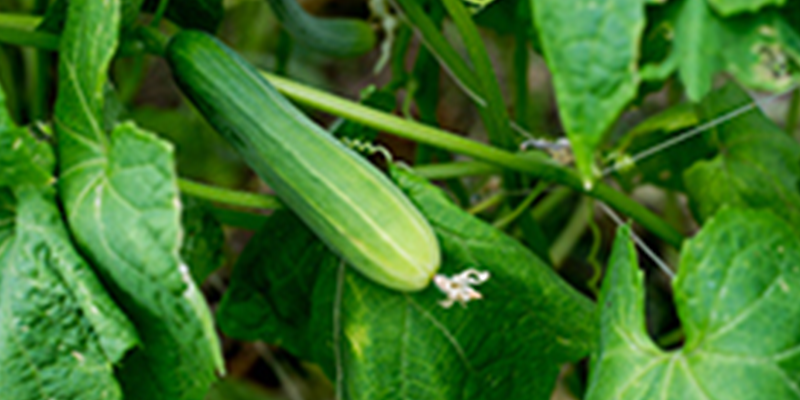 Sefina Insecticide from BASF for use in cucurbit crops – zucchini squash