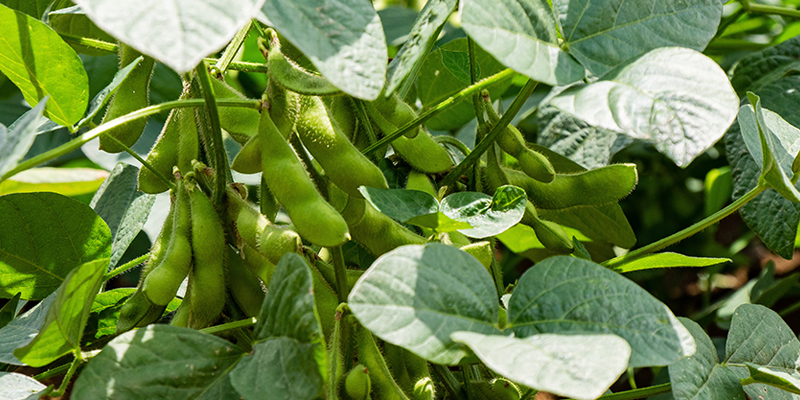 Sefina Insecticide from BASF for use in soybean crops