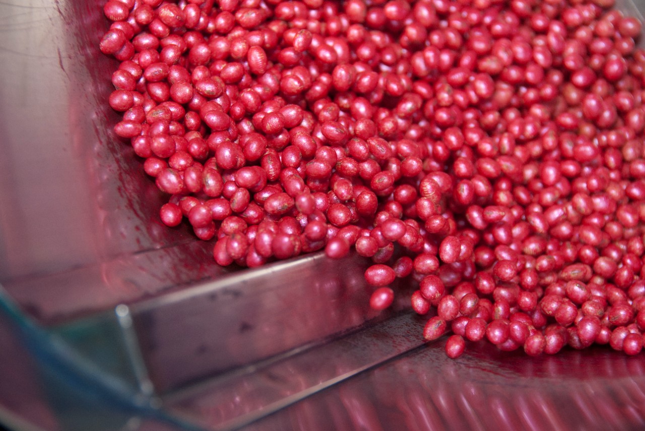 Soybean seeds treated with Color Coat Red