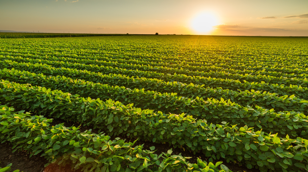 Soybean field at sunset