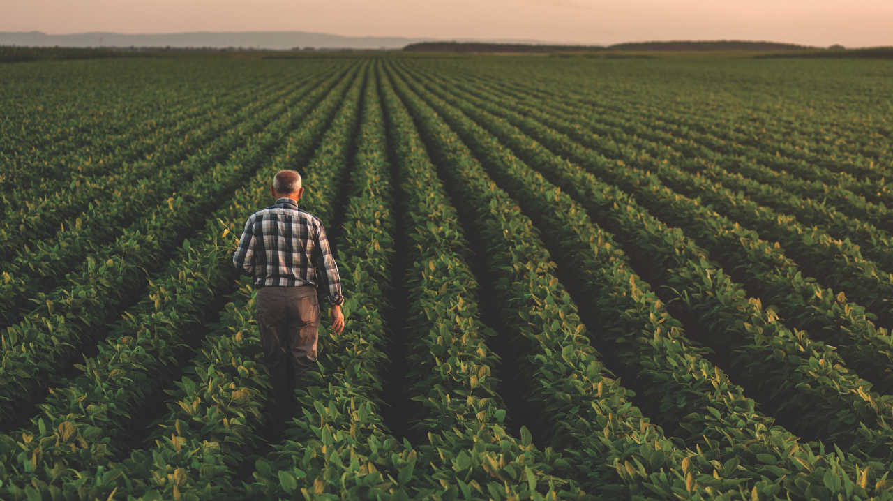 Farmer standing in soybean field