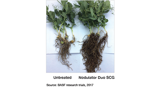 Image of 2 plants: 1 untreated and 1 treated with Nodulator Duo SCG 