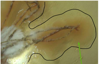 Microscopic view of a soybean root showing Votivo seed treatment growing on it.