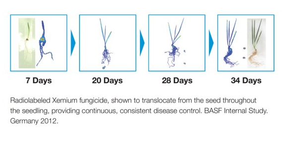 Disease control using Xemium Fungicide over 34 days