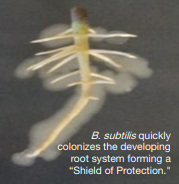 B. subtilis quickly colonizes the developing root system forming a "shield of protection"