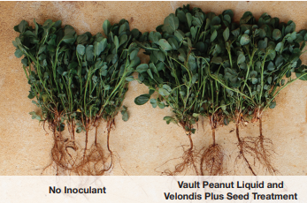 No Inoculant vs Vault Peanut Liquid and Velondis Plus Seed Treatment