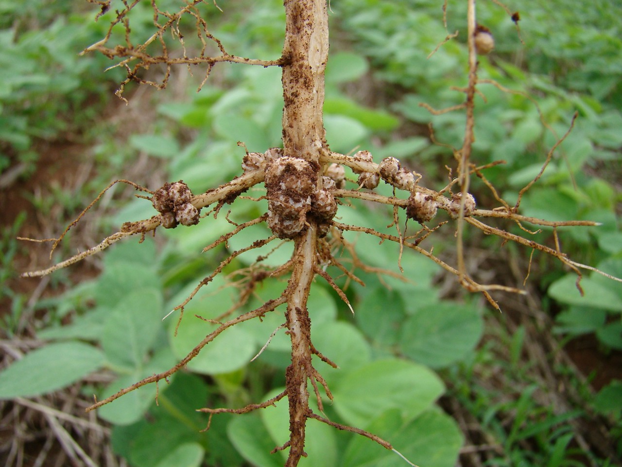 Root of soybean plant with nodules