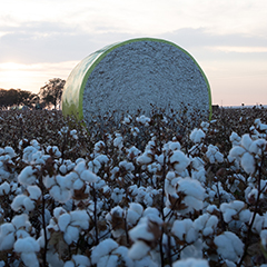 Bale of cotton in a cotton field